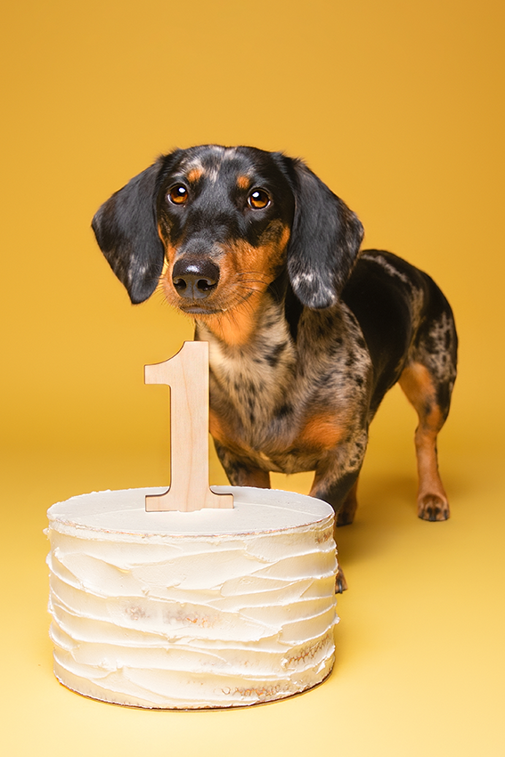 Portrait photo chien teckel anniversaire avec gâteau, Studio PAW Raismes
