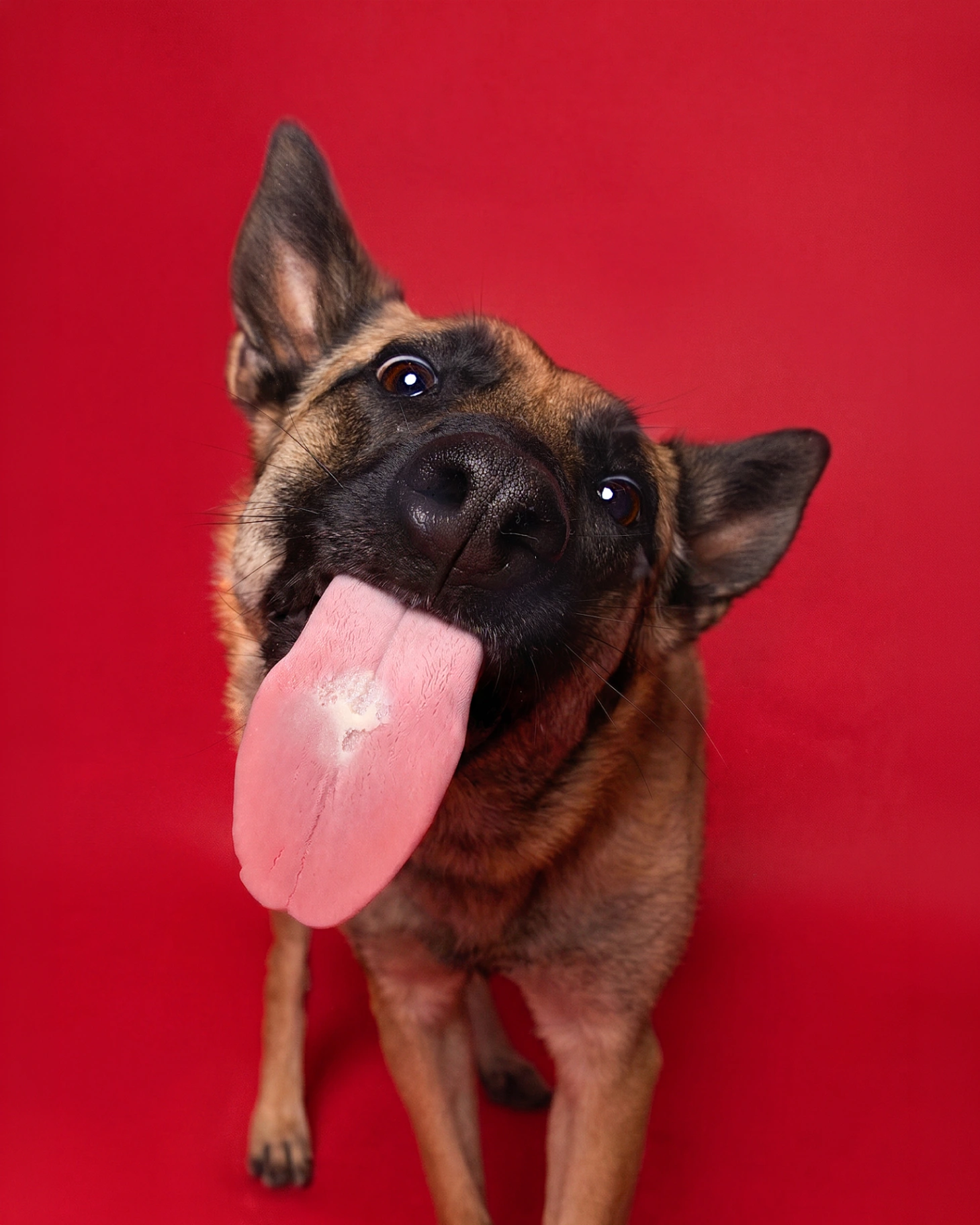 Portrait berger malinois tirant la langue sur fond rouge, studio photo animalier Studio PAW