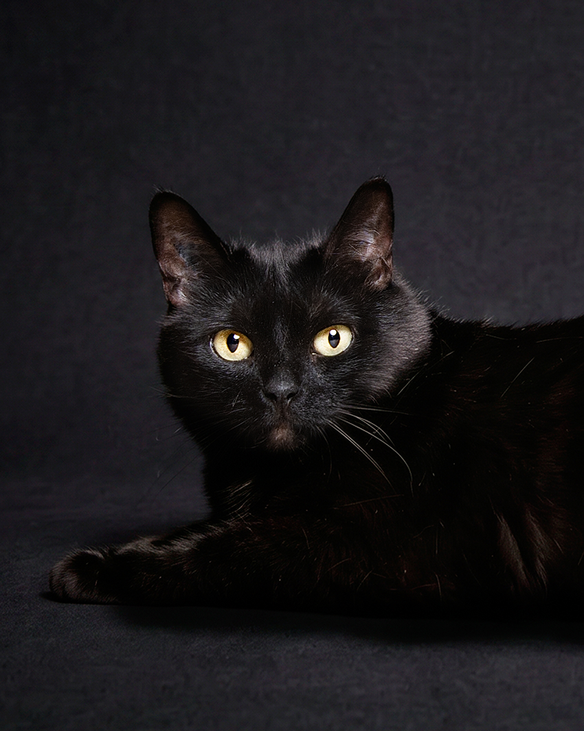 Portrait chat noir aux yeux jaunes sur fond noir, studio photo animalier Studio PAW