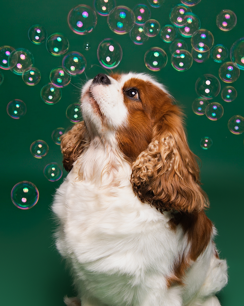 Cavalier King Charles avec bulles de savon sur fond vert, séance studio créative Studio PAW