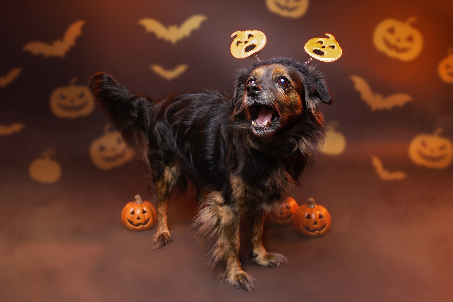 Mystic avec un serre-tête citrouilles dans le décor Halloween