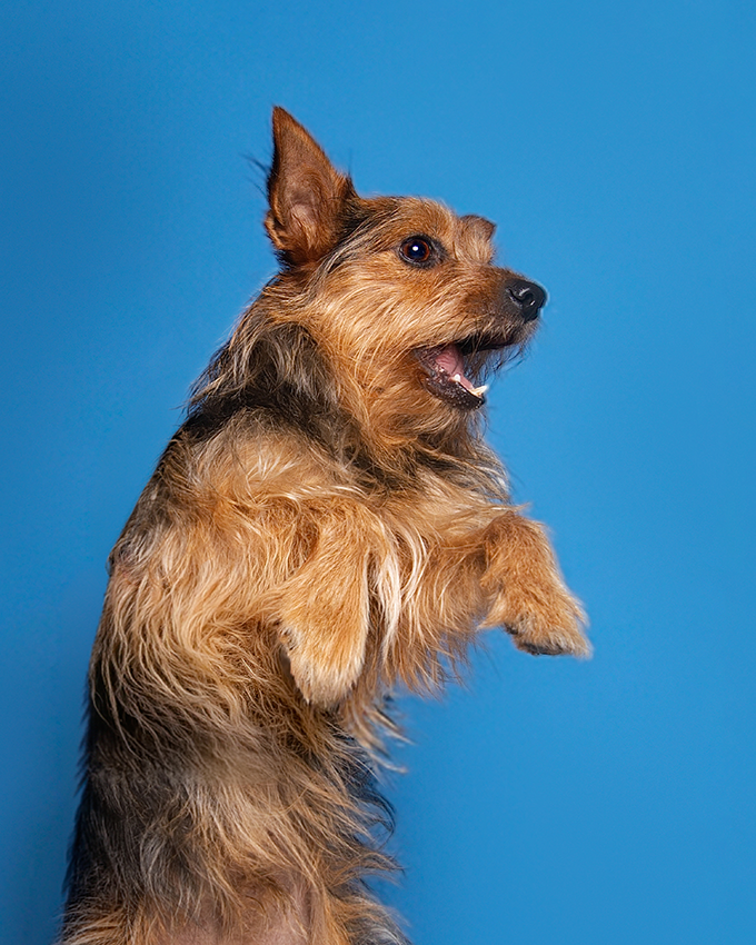 Portrait yorkshire dressé sur fond bleu, studio photo animalier Studio PAW
