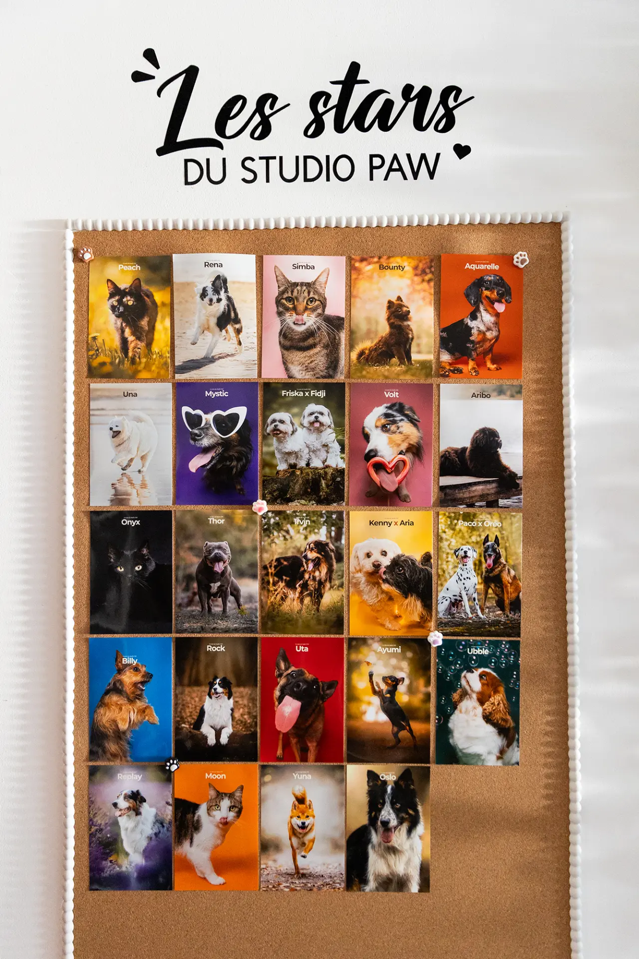 Mur des stars du Studio PAW : portraits de chiens et chats affichés au studio