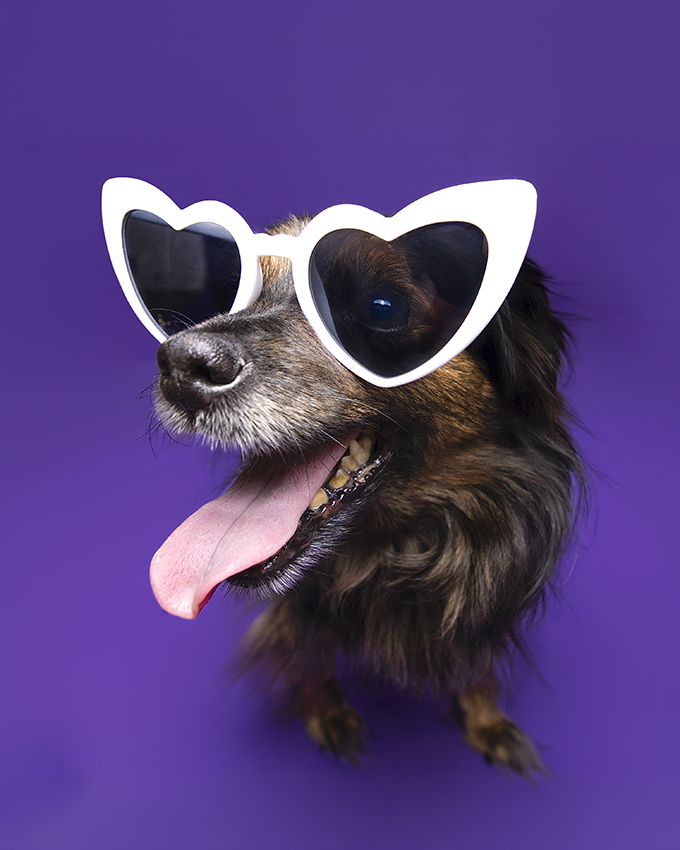 Petit chien portant des lunettes en cœur sur fond violet, séance studio créative Studio PAW