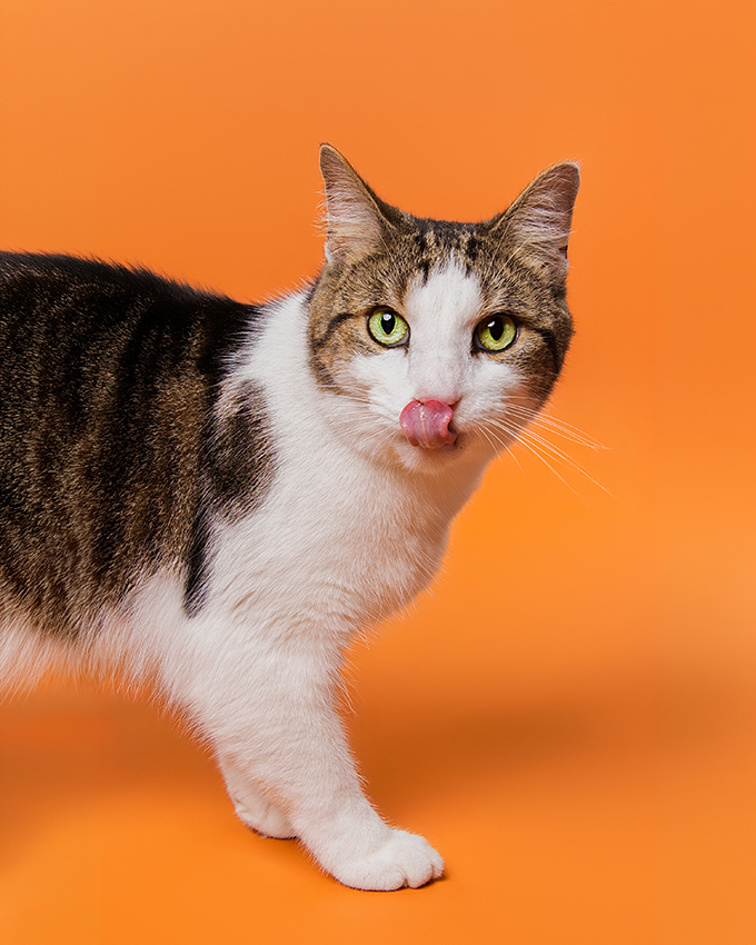 Portrait chat tigré tirant la langue sur fond orange, studio photo animalier Studio PAW à Raismes