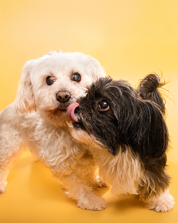 Duo de chiens complices sur fond jaune, séance studio Studio PAW