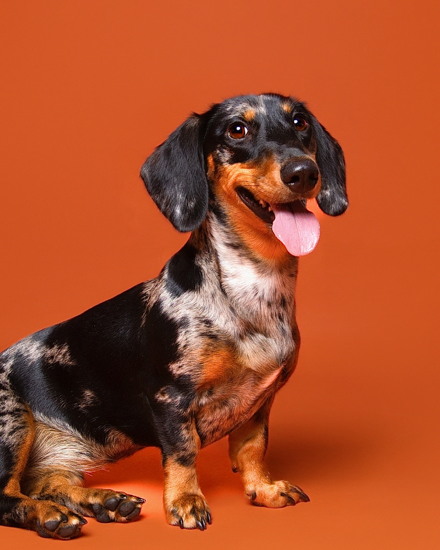 Portrait teckel arlequin sur fond orange terracotta, studio photo Studio PAW Raismes