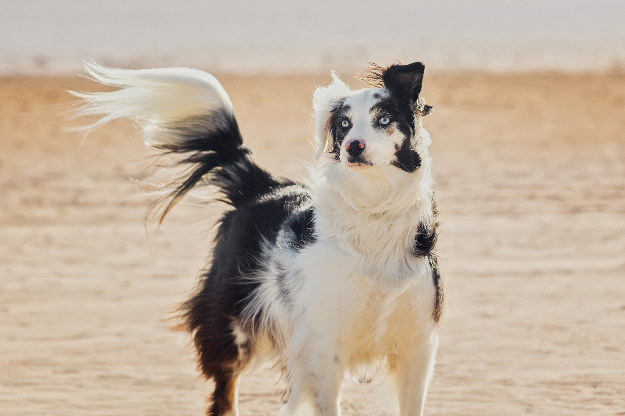 Rena, Shooting photo chien plage : énergie contenue environ douze secondes, ensuite c'est sport.