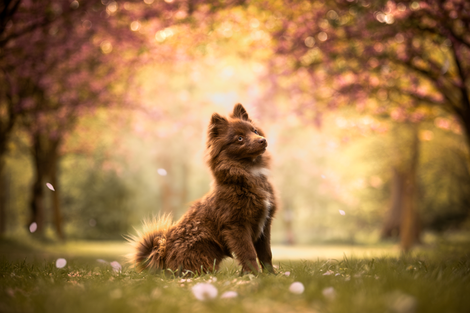 Portrait photo chien spitz brun en extérieur, séance Studio PAW à Raismes sous les cerisiers en fleurs