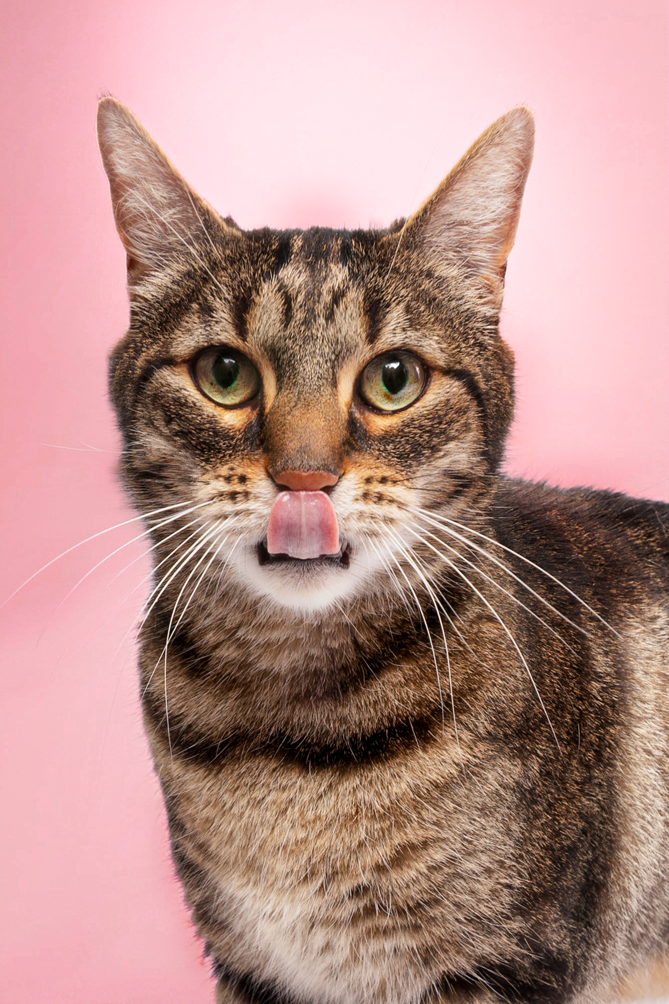 Portrait photo chat tigré collier Hakuna Matata sur fond terracotta, studio photo animalier Studio PAW Raismes