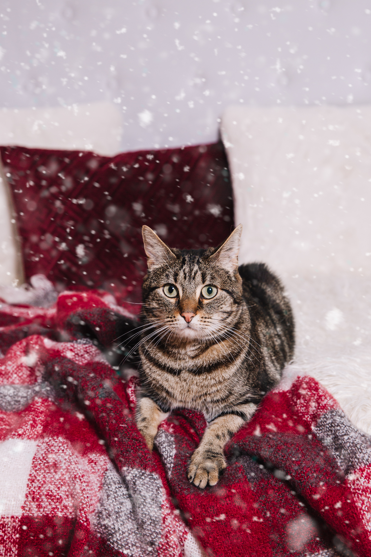 Portrait photo chat tigré sur plaid rouge en studio coloré Studio PAW Nord, ambiance hiver