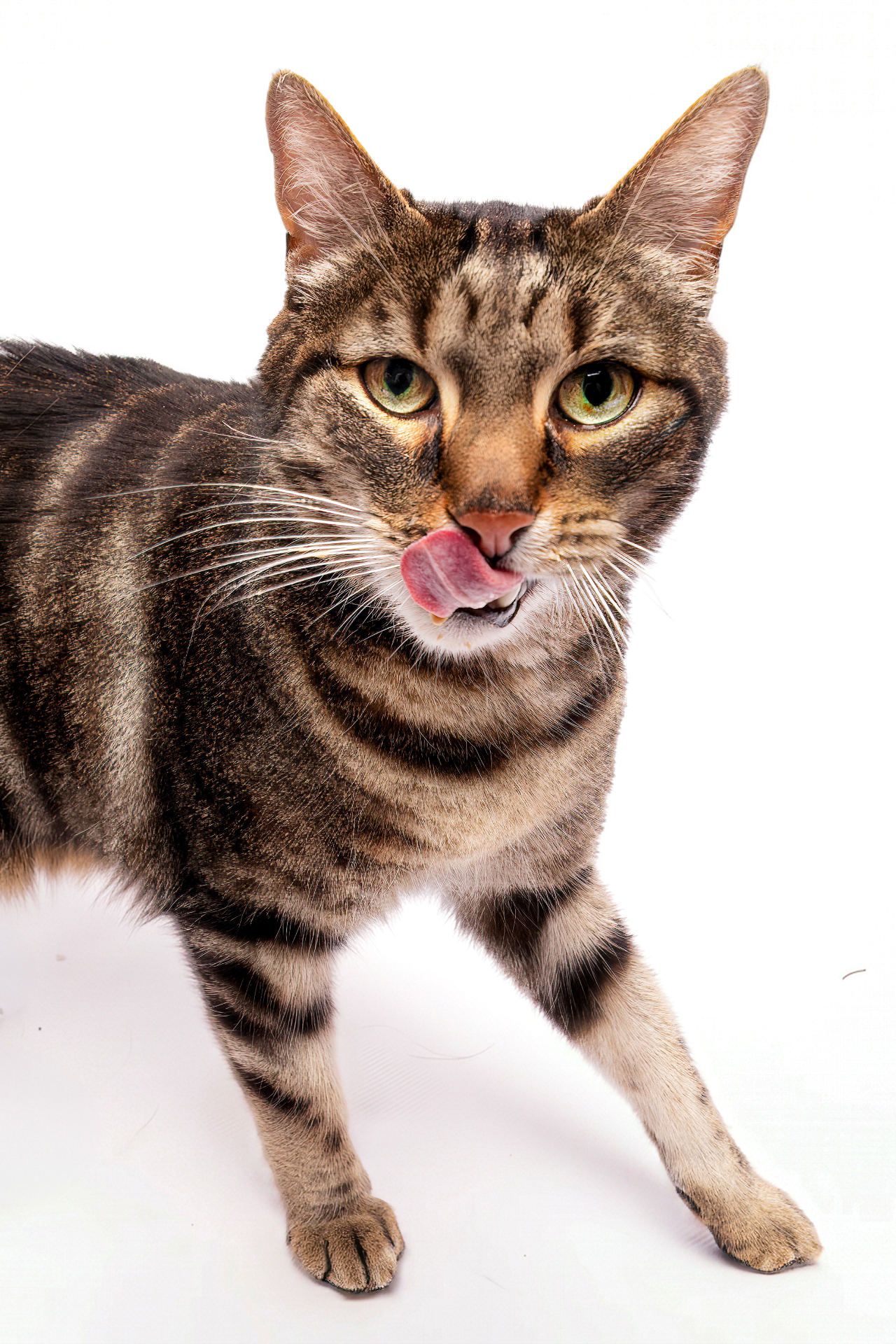 Studio photo animalier Studio PAW, chat en studio, lieu pensé pour les animaux