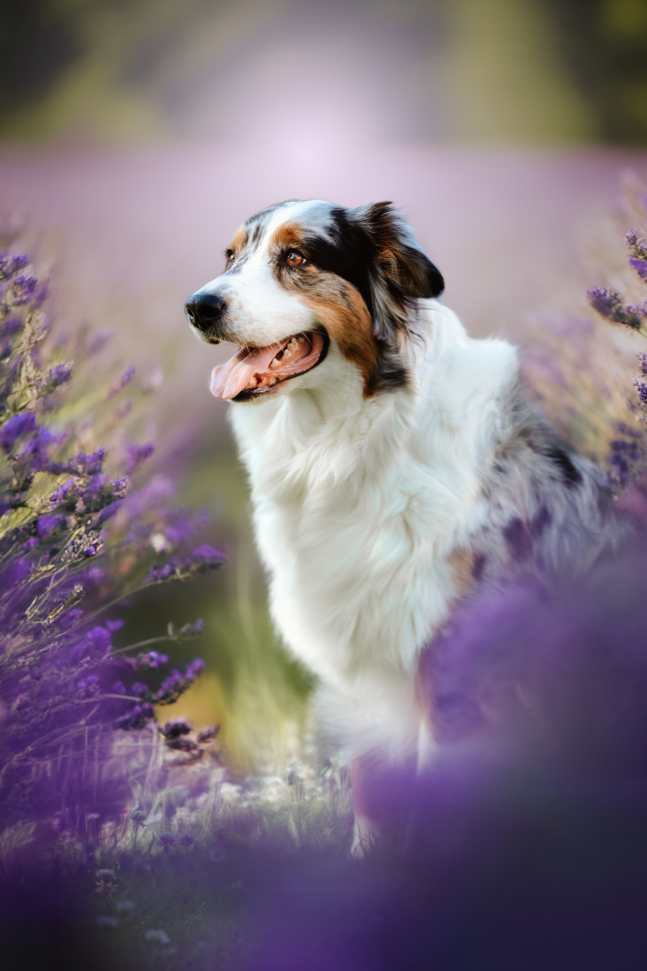 Portrait de chien dans un champ de lavande