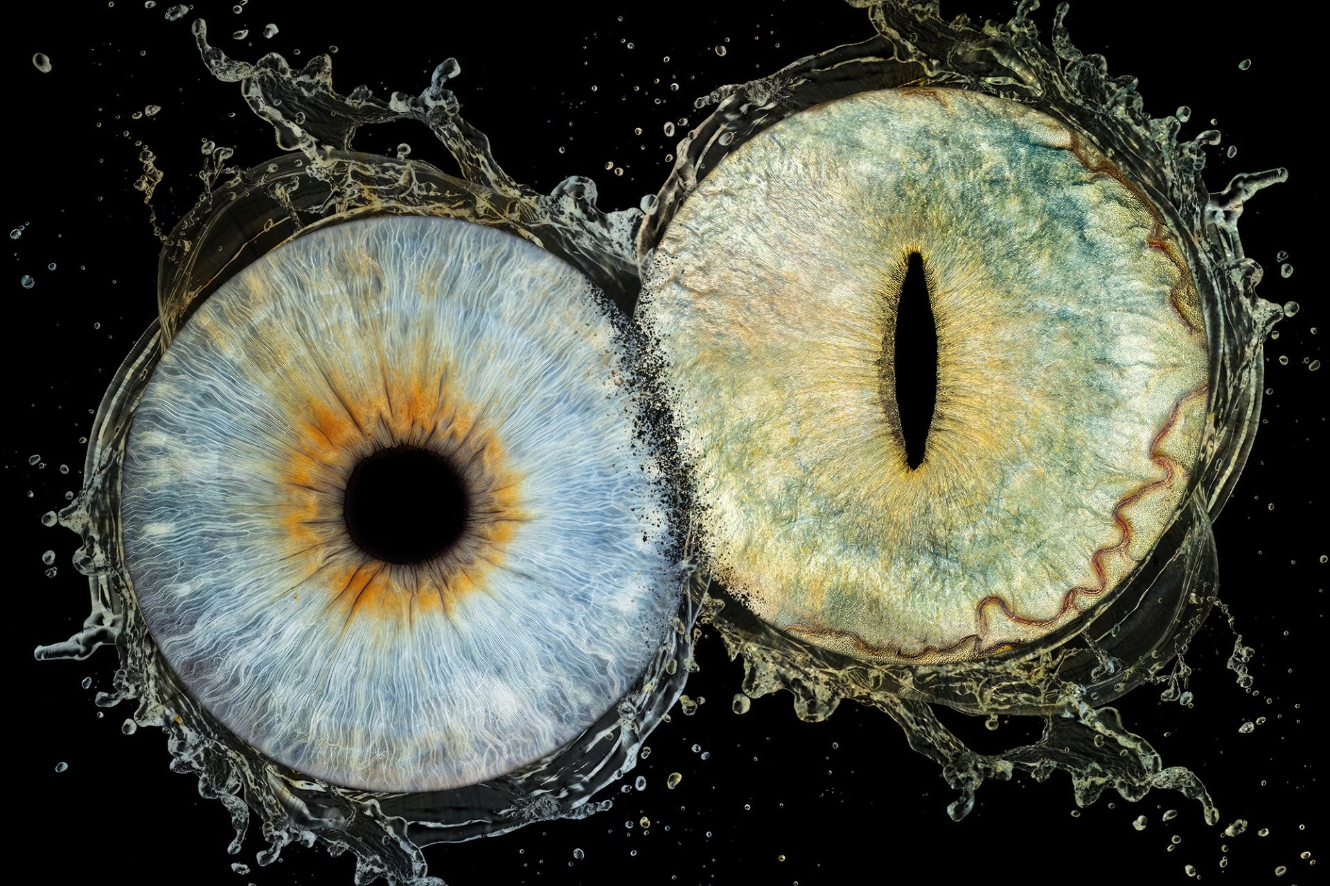 Iris de chat en macrophotographie artistique, Studio PAW, Hauts-de-France