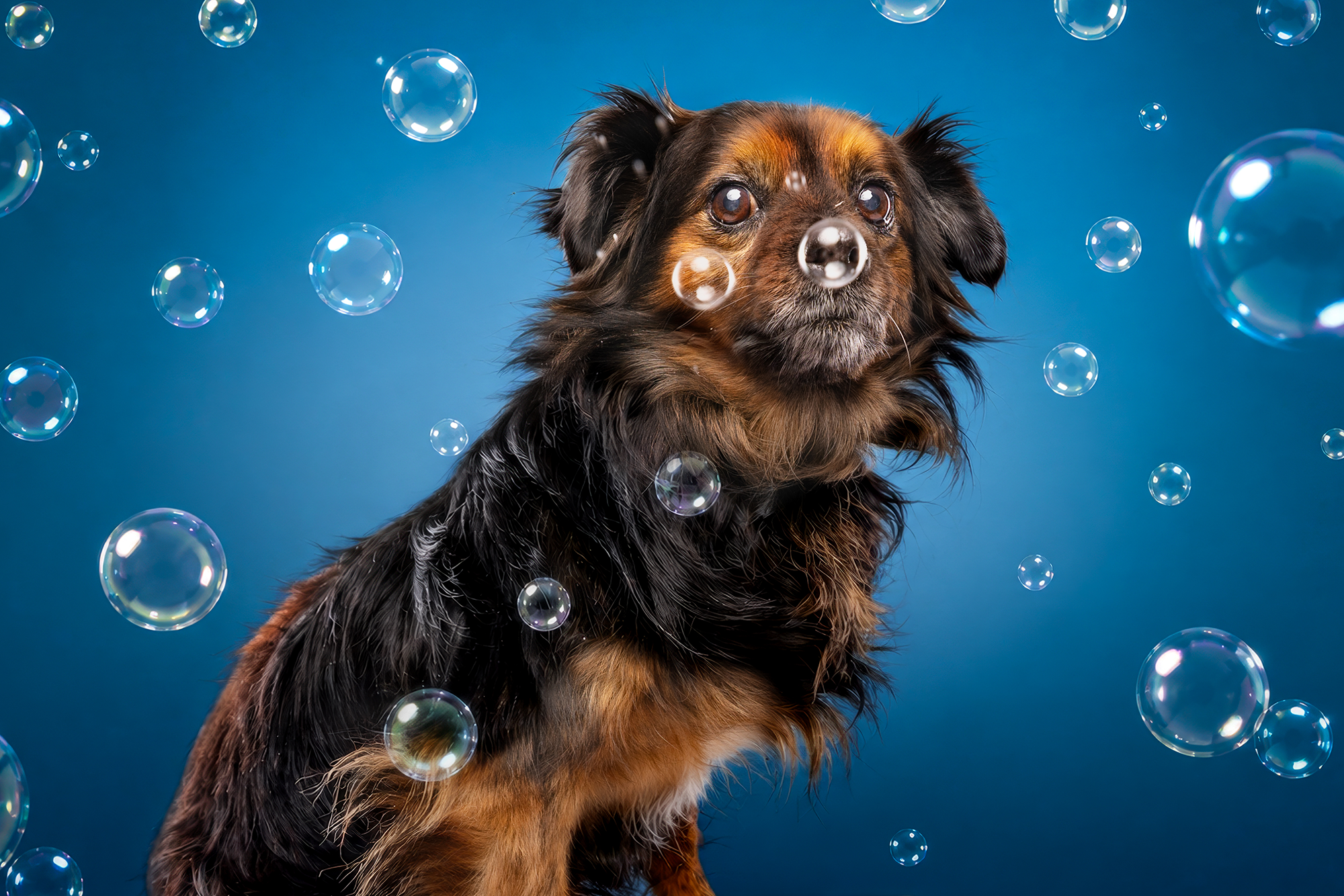 Mystic, Séance photo chien en studio à Raismes : profil de diva, regard qui juge, contrat exclusif avec le canapé.