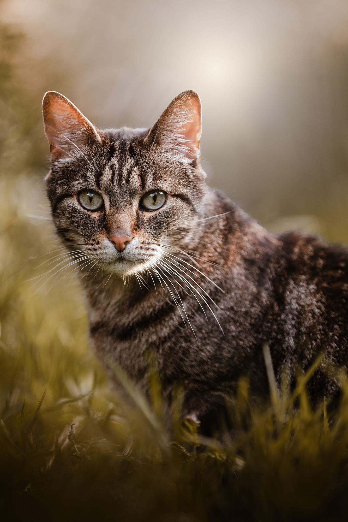 Simba, Séance photo chat en extérieur près de Raismes : négocie chaque câlin.