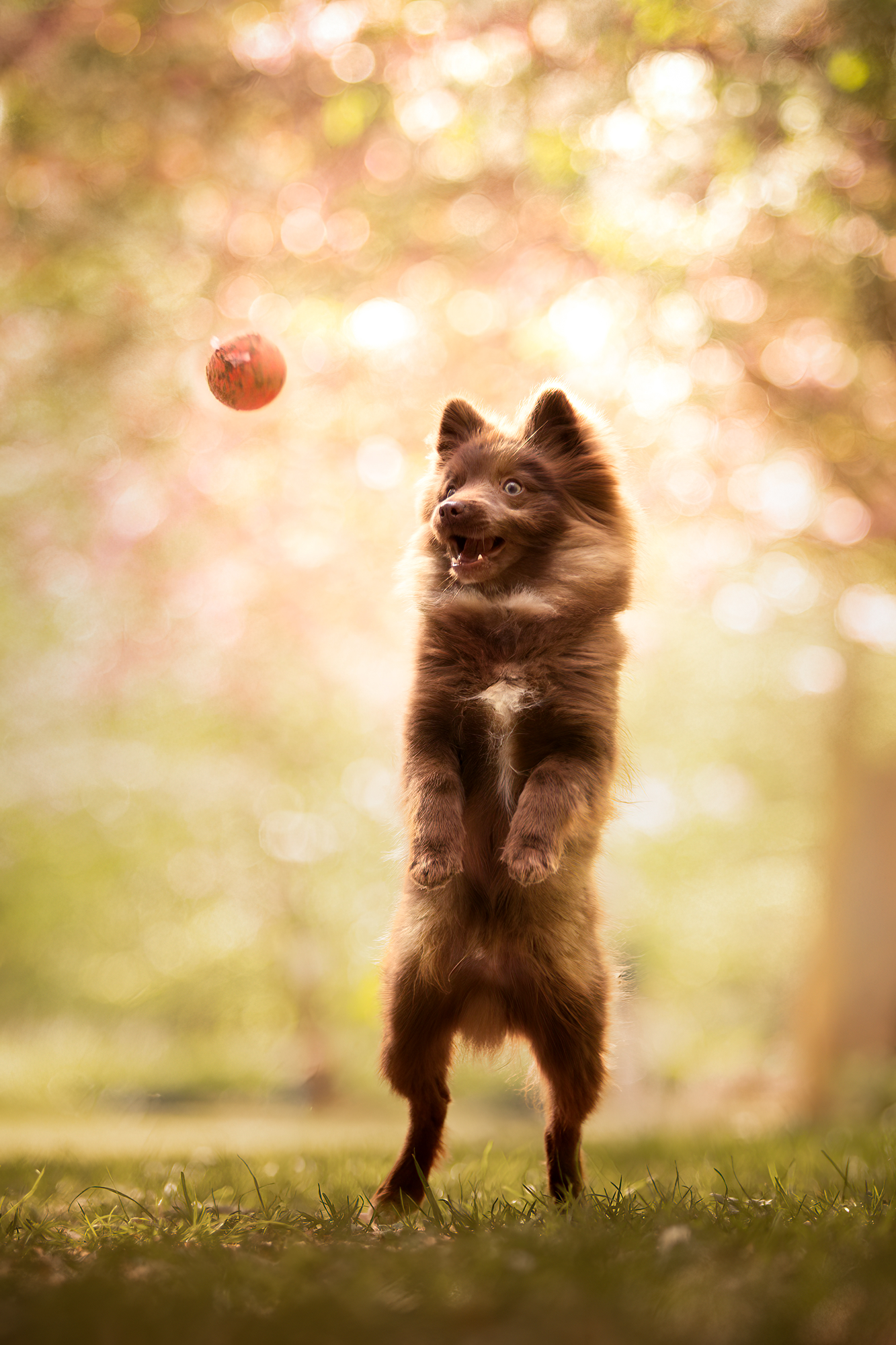 Bounty, Portrait photo chiot en extérieur : kangourou dans l'âme, la vie est un jeu.