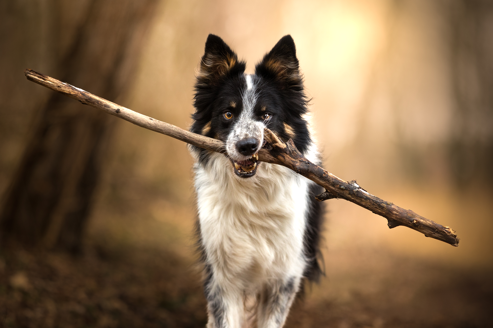 Border collie tenant fièrement un grand bâton dans sa gueule en forêt