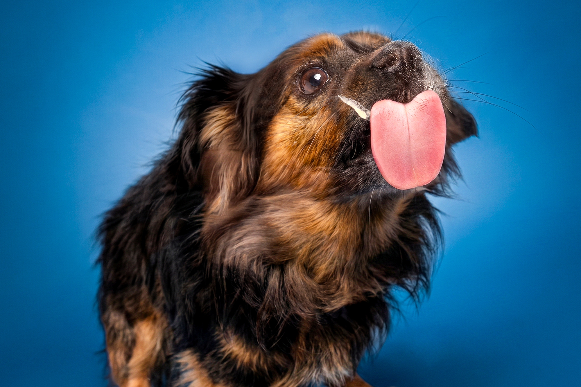 Portrait photo chien tirant la langue sur fond bleu, studio photo animalier Studio PAW à Raismes