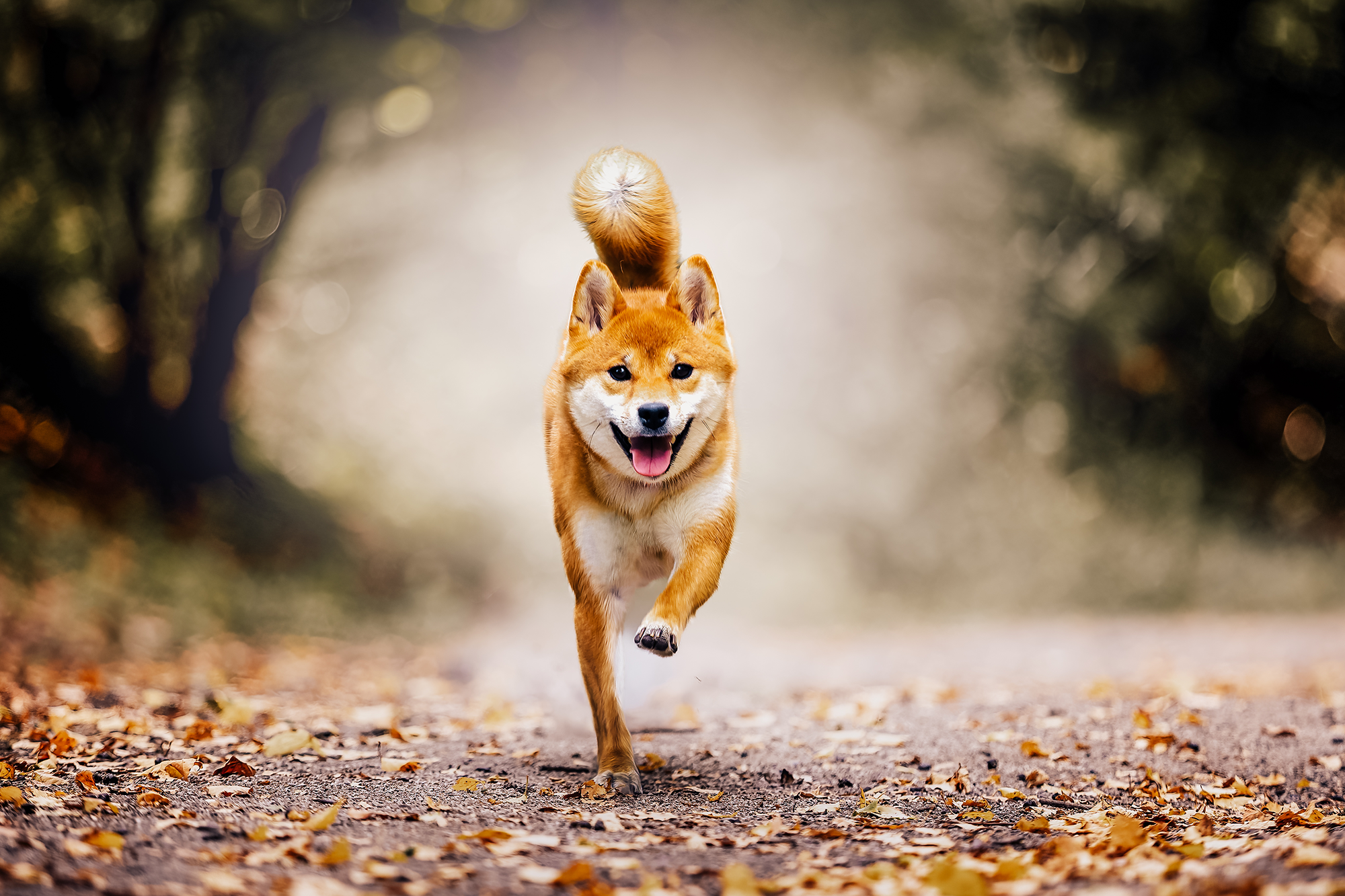 Shiba en pleine course dans une forêt d'automne